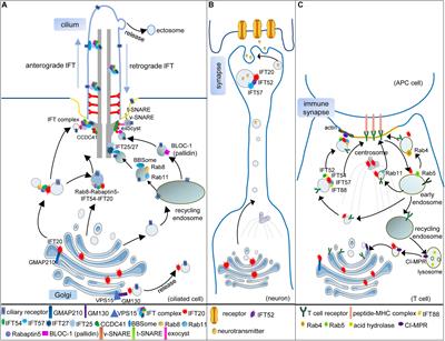 Dissecting the Vesicular Trafficking Function of IFT Subunits